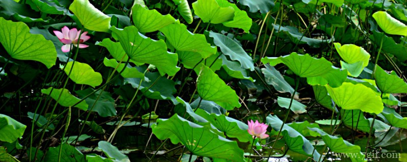 荷花桂花牡丹水仙花开放时间顺序