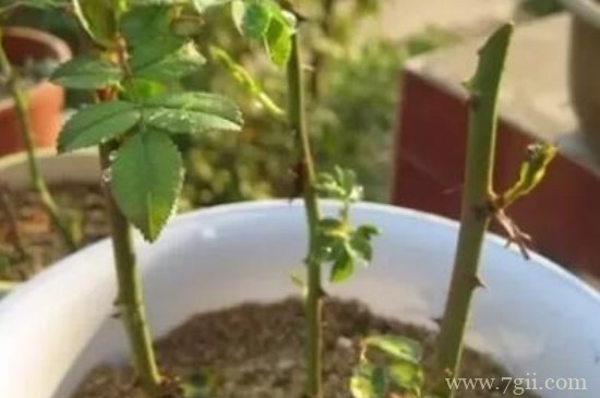 自制生根剂哪种方法最有效