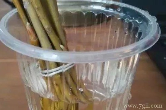 自制生根剂哪种方法最有效