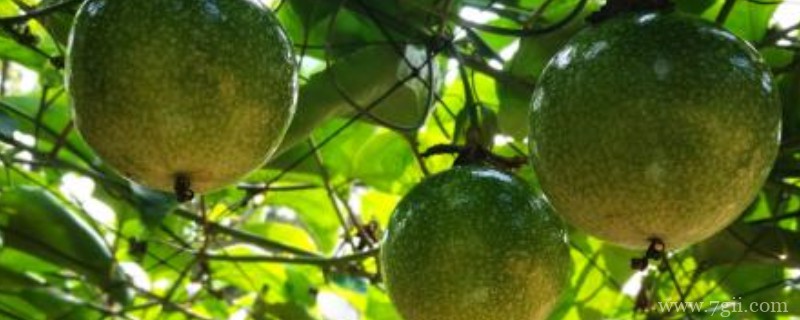 甲壳素对植物的作用