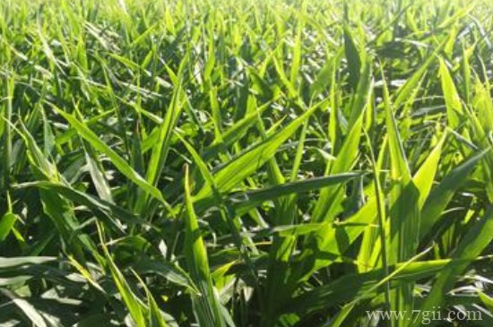 甲壳素对植物的作用