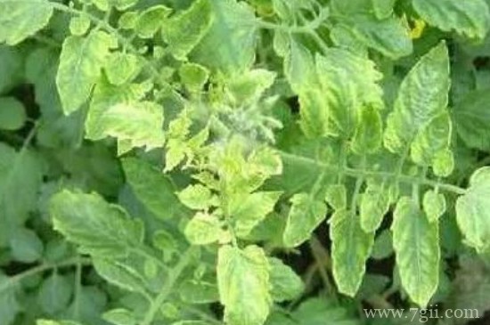 甲壳素对植物的作用