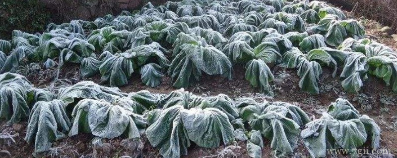 植物被冻死还有救么