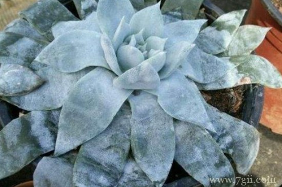 植物被冻死还有救么