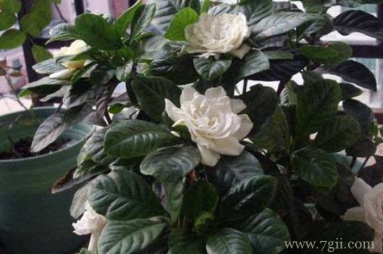 硫酸亚铁浇花使用方法