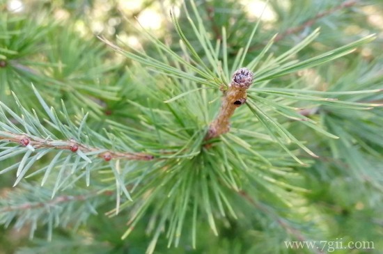 植物生长需要什么