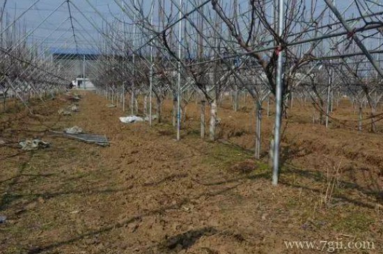 冬季修剪的主要方法和作用