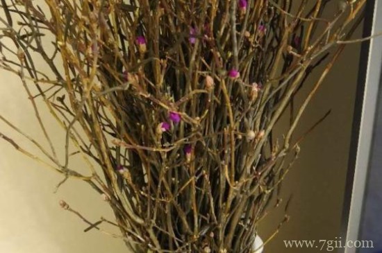 干枝遇水开花是什么原理