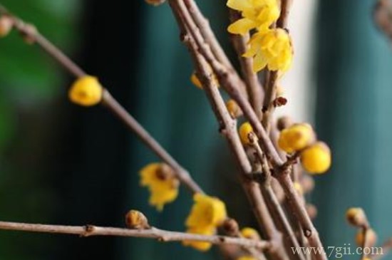 干枝遇水开花是什么原理