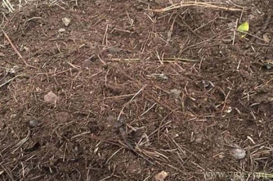 松针土的制作方法