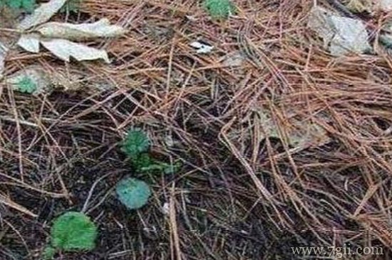 松针土的制作方法