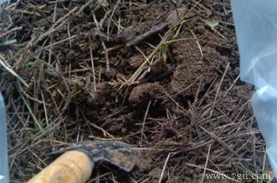 松针土的制作方法