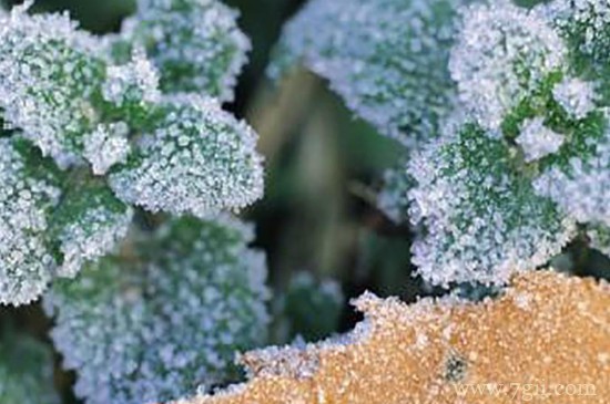 花冻坏了还能有补救办法