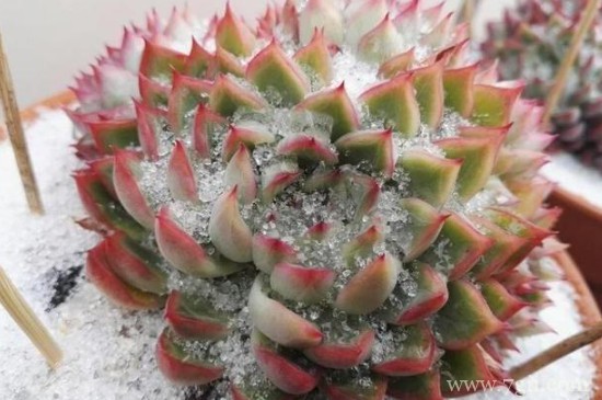 冻伤的植物如何救活