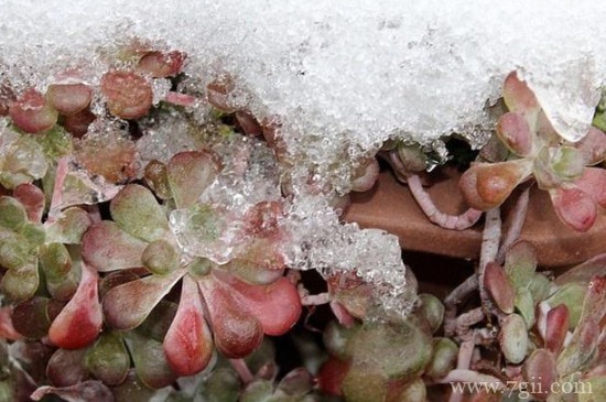 冻伤的植物如何救活