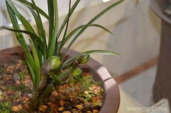 淘米水直接浇花了怎么补救