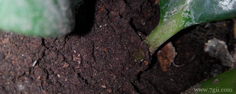 花上长黑色腻虫了用什么去除