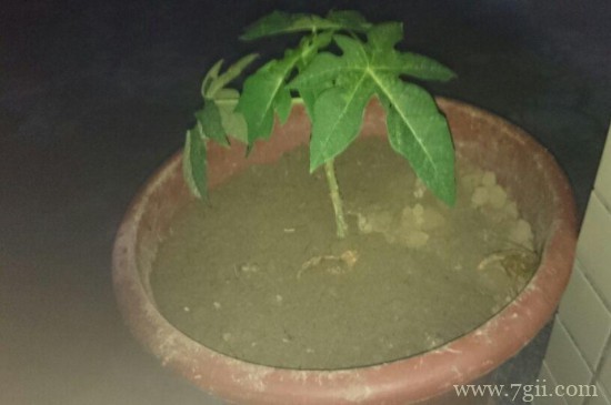 花上长黑色腻虫了用什么去除