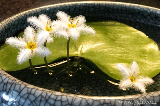 家里为什么不能养一叶莲