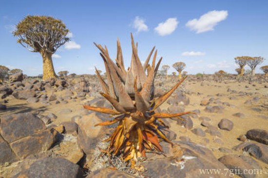 沙漠里的植物有哪些