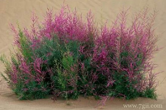 沙漠里的植物有哪些