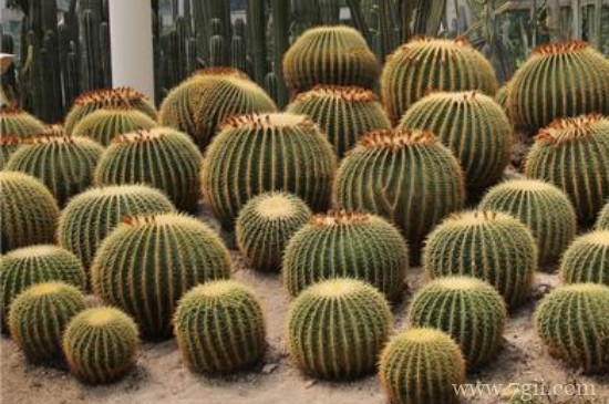 沙漠里的植物有哪些