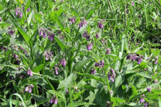 乔木与灌木与草本怎么区分