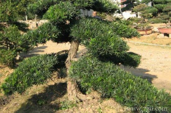 乔木与灌木与草本怎么区分