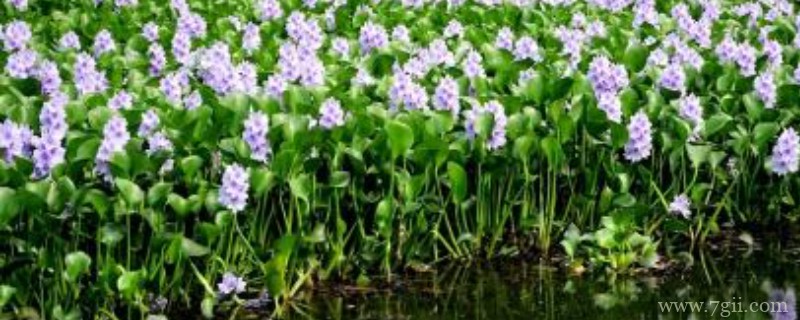 插水里就能活的植物花