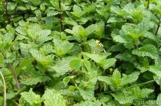 插水里就能活的植物花