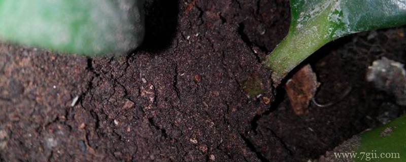花盆土里有虫子怎么去除