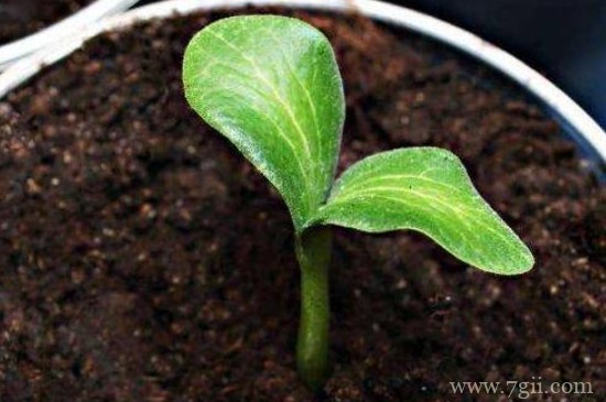 花盆土里有虫子怎么去除