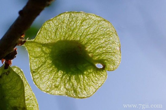 列举三种植物传播种子的方式
