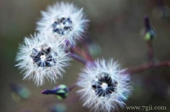 列举三种植物传播种子的方式