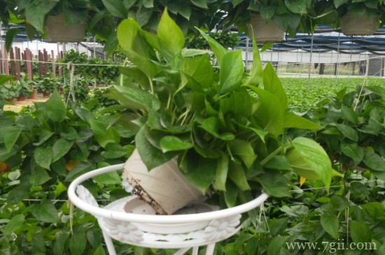 盆栽被冻蔫了怎么办