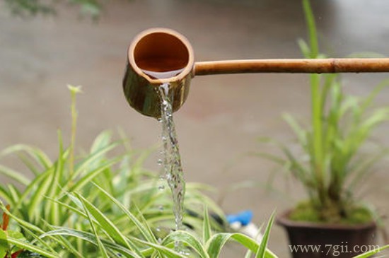 隔夜茶叶水适合浇什么花
