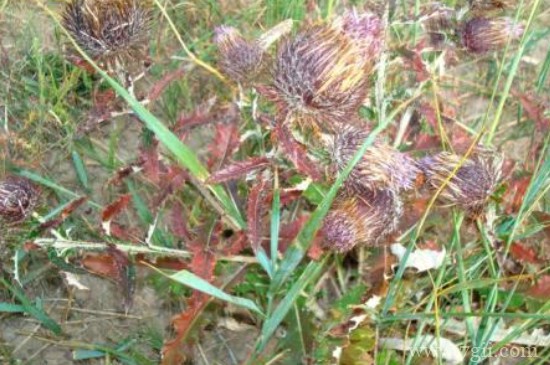 荆草一般生长在什么地方