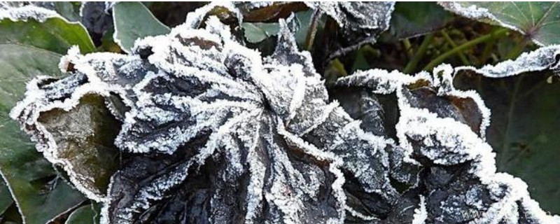 植物被冻坏了怎么办