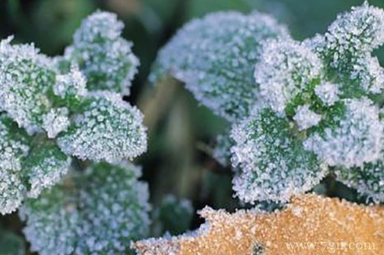 植物被冻坏了怎么办