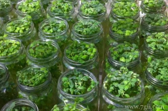 植物组织培养的过程