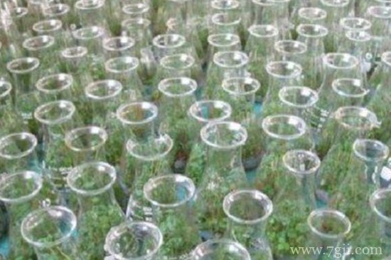 植物组织培养的过程