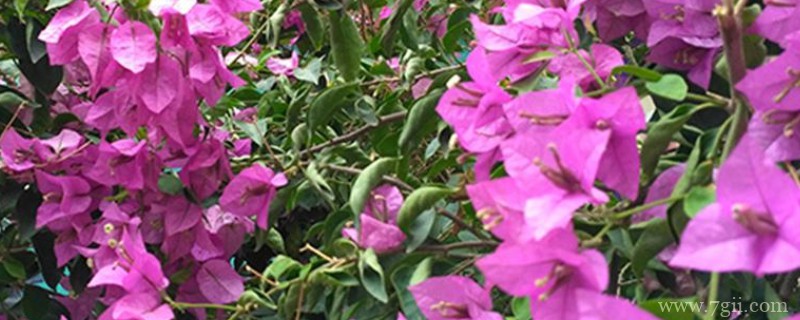 光叶子花怎么养