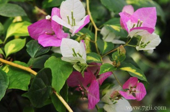 光叶子花怎么养