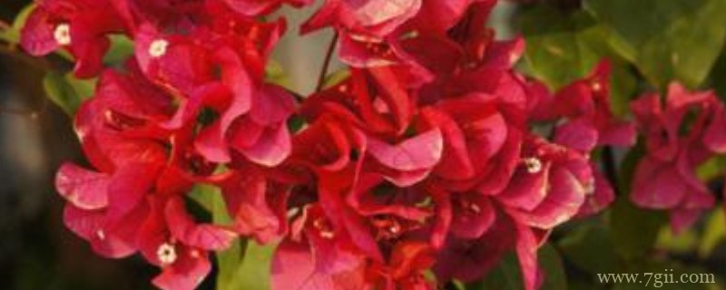 光叶子花怎么扦插