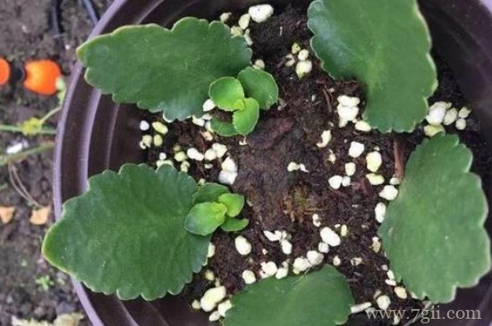 光叶子花怎么扦插