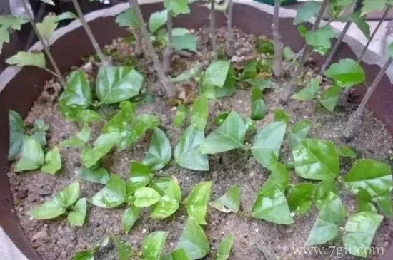 光叶子花怎么扦插