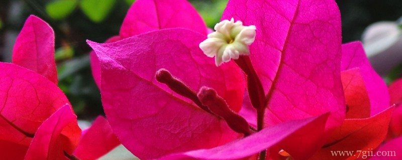 光叶子花怎么浇水