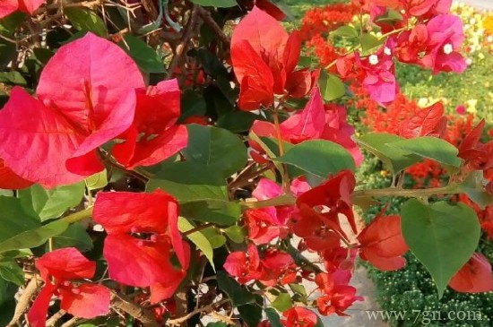 光叶子花怎么浇水