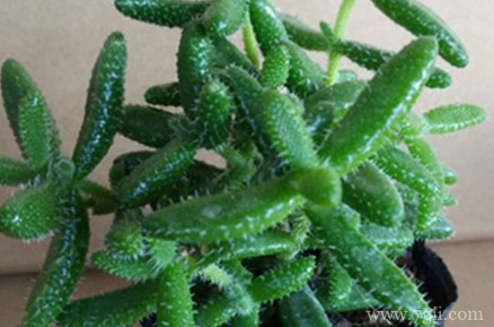 雷童的养殖方法和注意事项