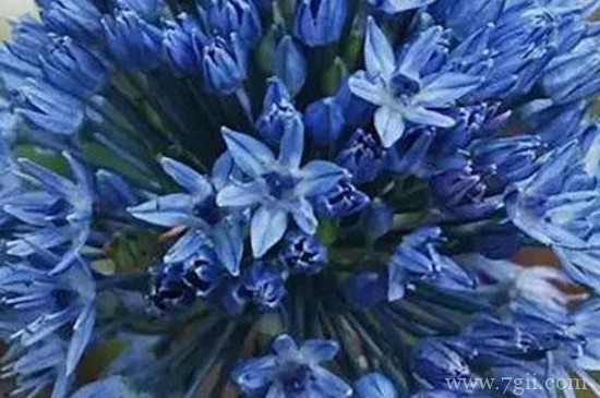 大花葱的养殖方法和注意事项